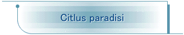 Citlus paradisi