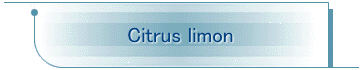Citrus limon