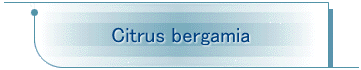 Citrus bergamia