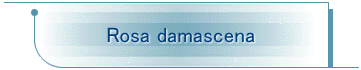 Rosa damascena