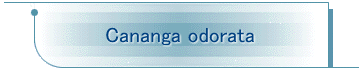 Cananga odorata