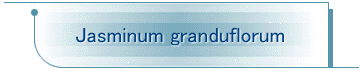 Jasminum granduflorum