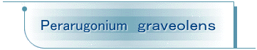 Perarugonium@