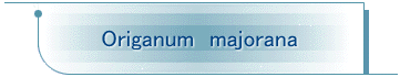 Origanum@majorana