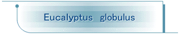 Euaptus@globulus