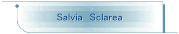 Salvia@Sclarea