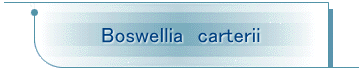 Boswellia@carterii