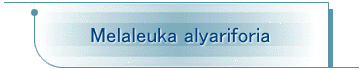 Melaleuka alyariforia