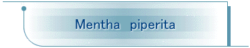 Mentha@piperita