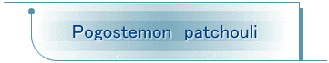 Pogostemon@patchouli