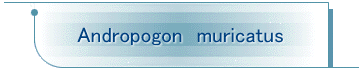 Andropogon@muricatus